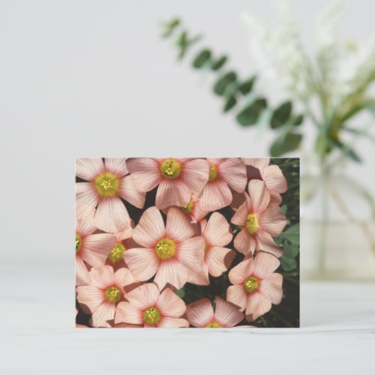 Oxalis, houtslijp briefkaart (Staand voorkant)