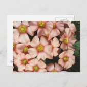 Oxalis, houtslijp briefkaart (Voorkant / Achterkant)