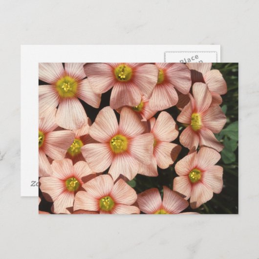 Oxalis, houtslijp briefkaart (Voorkant / Achterkant)