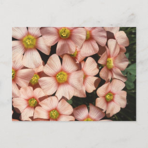 Oxalis, houtslijp briefkaart