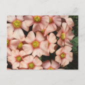 Oxalis, houtslijp briefkaart (Voorkant)