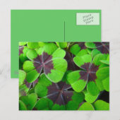 Oxalis Leaves - Rood en Groen Briefkaart (Voorkant / Achterkant)