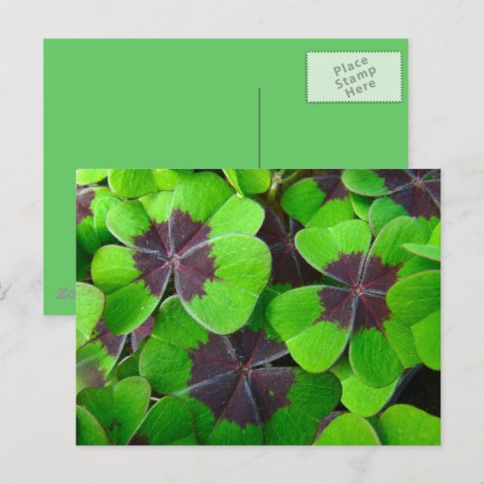 Oxalis Leaves - Rood en Groen Briefkaart (Voorkant / Achterkant)