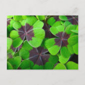 Oxalis Leaves - Rood en Groen Briefkaart (Voorkant)