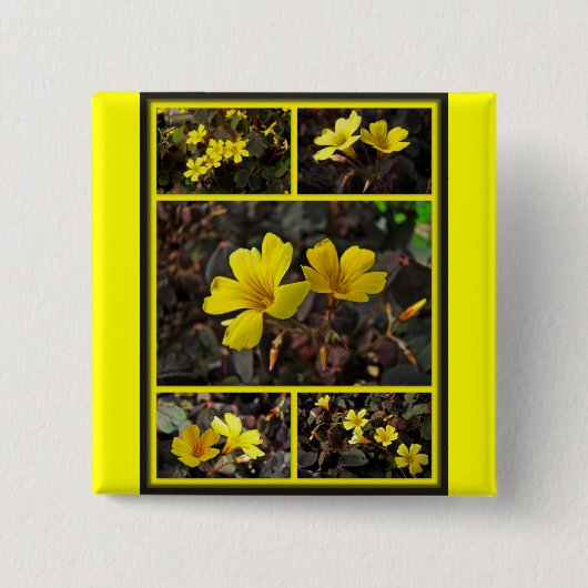 Oxalis Yellow-Flowered Houseplant Vierkante Button 5,1 Cm (Voorkant)