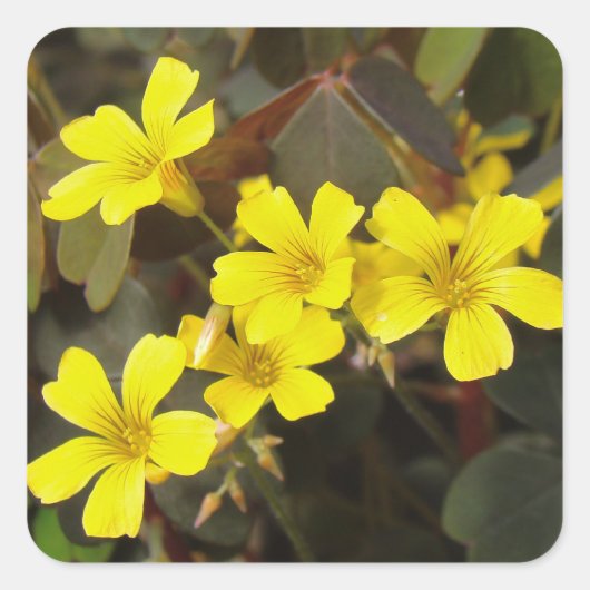 Oxalis Yellow-Flowered Houseplant Vierkante Sticker (Voorkant)