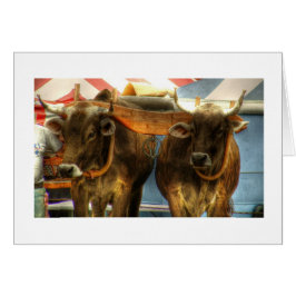 Oxen Team op Sandwich Fair: Kaart