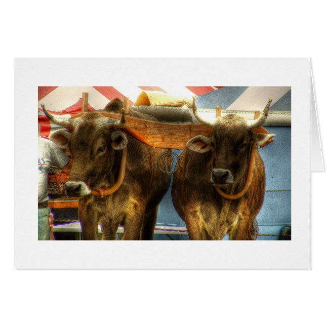 Oxen Team op Sandwich Fair: Kaart (Voorkant Horizontaal)