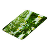 Oxeye Daisy Abstract Impressionisme Magneet (Linkerzijde)