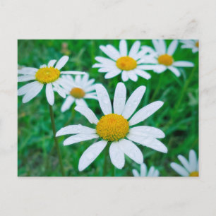 Oxeye Daisy Flowers Meadow Fotografie Kunst Briefkaart