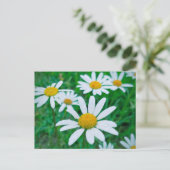Oxeye Daisy Flowers Meadow Fotografie Kunst Briefkaart (Staand voorkant)
