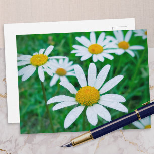 Oxeye Daisy Flowers Meadow Fotografie Kunst Briefkaart
