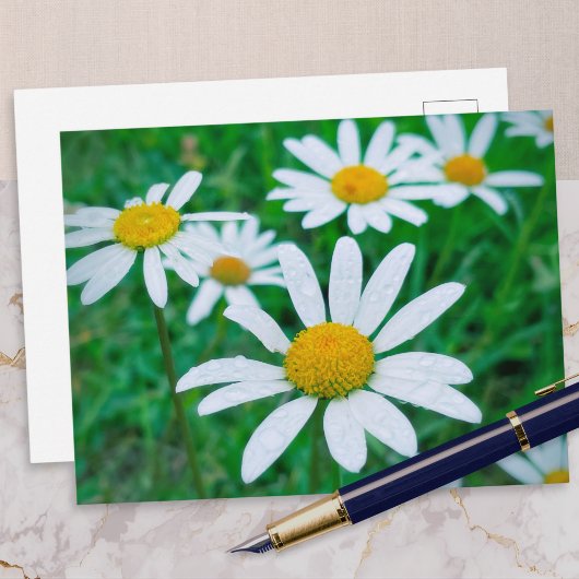 Oxeye Daisy Flowers Meadow Fotografie Kunst Briefkaart