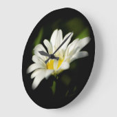 Oxeye Daisy  Grote Klok (Hoek)