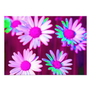 Oxeye Daisy Meadow Pop Art Style Foto Afdruk