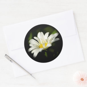 Oxeye Daisy Ronde Sticker