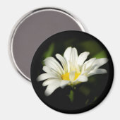 Oxeye Daisy Round Magnet (Voorkant / Achterkant)