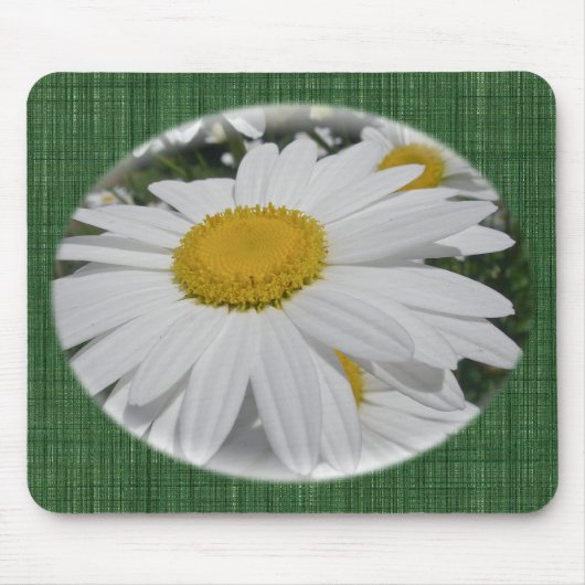 Oxeye Daisy Wildflower Florence Muismat (Voorkant)