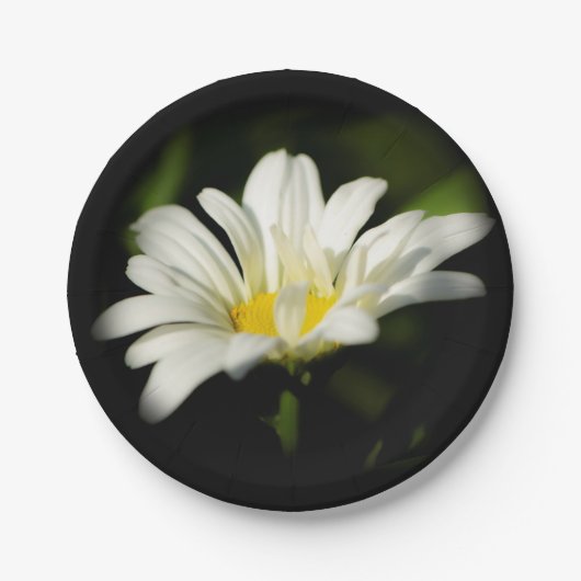 Oxeye Daisy Wildflower Paper Bord (Voorkant)