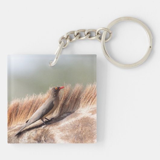 Oxpecker op een giraffe sleutelhanger (Achterkant)