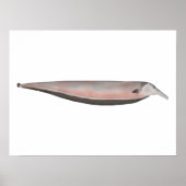 Oxyrhynchus Tube-snouted Ghost Knifefish Poster (Voorkant)