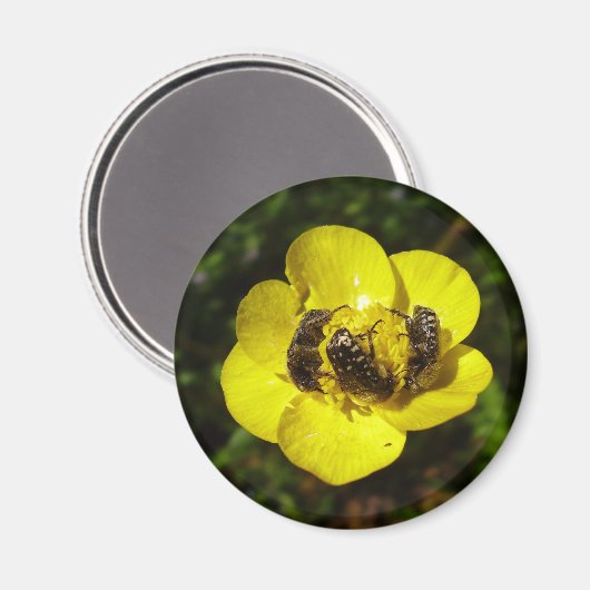 Oxythyrea Funesta Beetles Magnet (Voorkant / Achterkant)