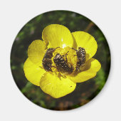 Oxythyrea Funesta Beetles Magnet (Voorkant)