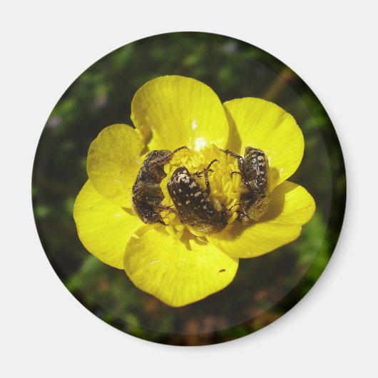 Oxythyrea Funesta Beetles Magnet (Voorkant)