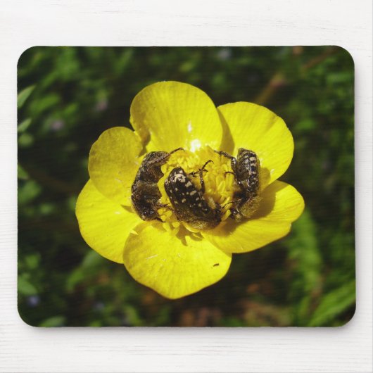 Oxythyrea Funesta Beetles Mouse Mat Muismat (Voorkant)