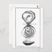 Oyster Animal Print Briefkaart (Voorkant / Achterkant)