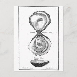  Oyster Animal Print Briefkaart