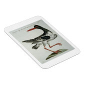Oyster Catcher, c.1767-76 (met de hand gekleurde g Magneet (Rechterzijde)