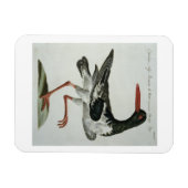 Oyster Catcher, c.1767-76 (met de hand gekleurde g Magneet (Horizontaal)