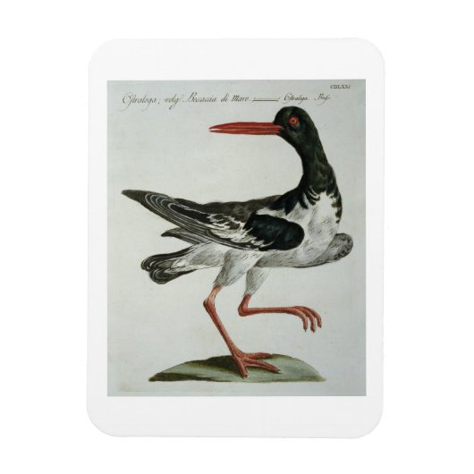 Oyster Catcher, c.1767-76 (met de hand gekleurde g Magneet (Verticaal)