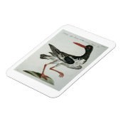 Oyster Catcher, c.1767-76 (met de hand gekleurde g Magneet (Linkerzijde)