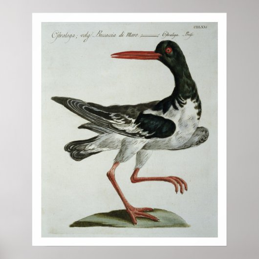 Oyster Catcher, c.1767-76 (met de hand gekleurde g Poster (Voorkant)