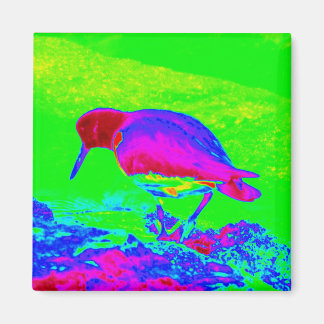 Oyster Catcher Magneet