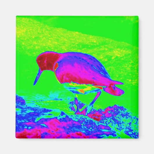 Oyster Catcher Magneet (Voorkant)