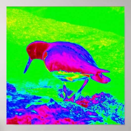 Oyster Catcher Poster (Voorkant)