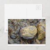 Oyster schelp briefkaart (Voorkant / Achterkant)
