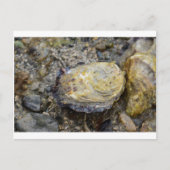 Oyster schelp briefkaart (Voorkant)