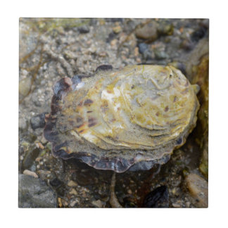 Oyster schelp tegeltje
