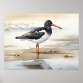 Oystercatcher Bird Art Print Poster (Voorkant)