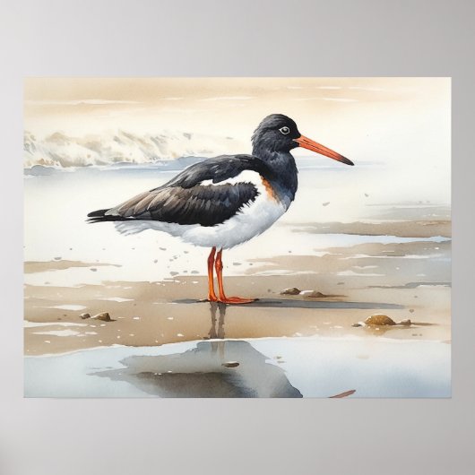 Oystercatcher Bird Art Print Poster (Voorkant)