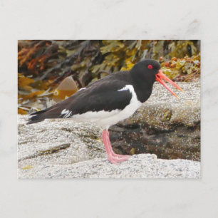 Oystercatcher Briefkaart