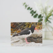 Oystercatcher Briefkaart (Staand voorkant)