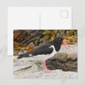 Oystercatcher Briefkaart (Voorkant / Achterkant)