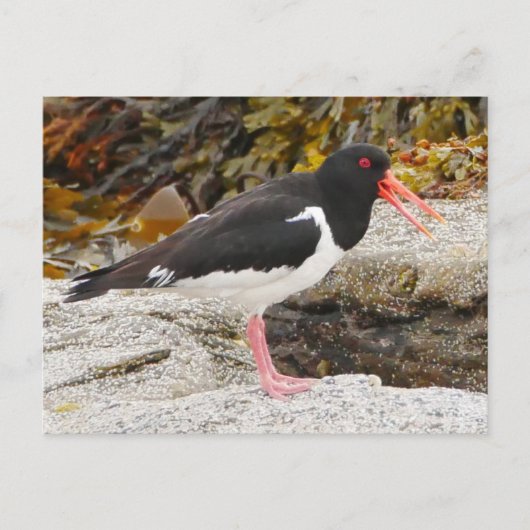Oystercatcher Briefkaart (Voorkant)