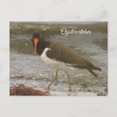 Oystercatcher Foto Briefkaart (Voorkant)