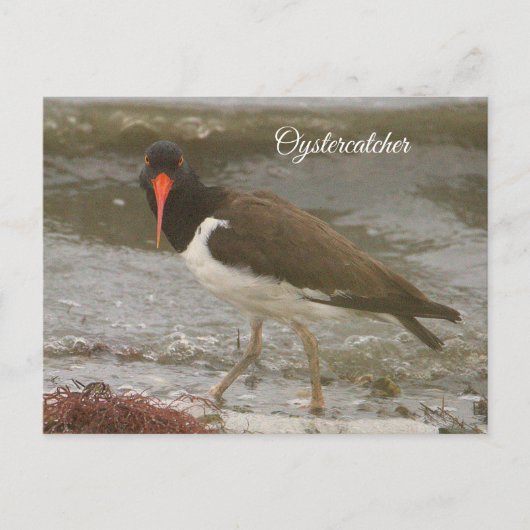 Oystercatcher Foto Briefkaart (Voorkant)